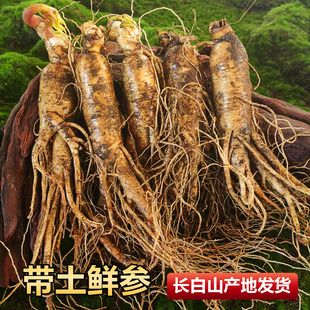 长白山正宗带土人参500g煲汤泡酒专用新鲜人参正品东北特大参现挖