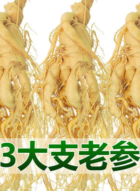 长白山整支鲜人参煲汤泡酒专用参