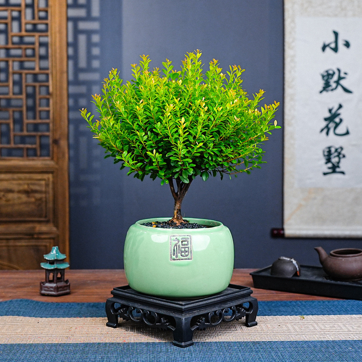 小叶赤楠大棵喜阳喜水盆景