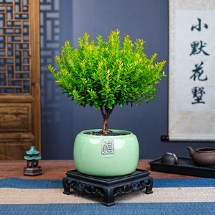 小叶赤楠大棵客厅大盆栽绿植阳台植物喜阳喜水盆景