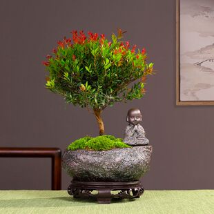 金丝楠木小叶赤楠盆栽室内老桩盆景办公室桌面花卉绿植物易活四季