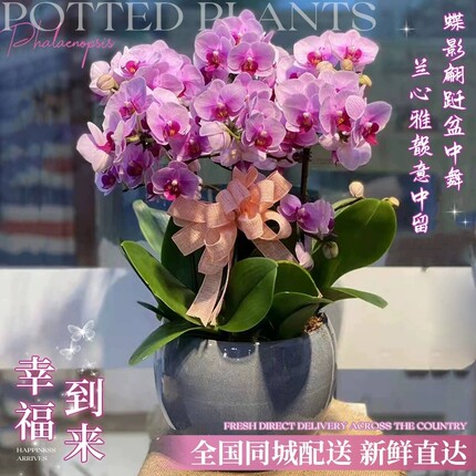 蝴蝶兰盆栽商务乔迁庆典北京上海广州杭州真鲜花速递同城配送花卉