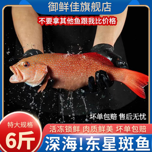 东星斑海鲜速冻深海捕6斤超特大燕尾斑石斑鱼年货送礼海鲜大礼包