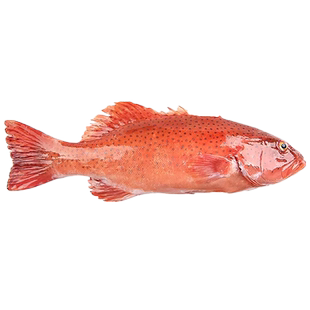 东星斑海鲜速冻深海捕6斤超特大燕尾斑石斑鱼年货送礼海鲜大礼包