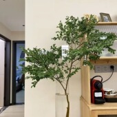 美男树马醉木鲜枝水养插花水培植物室内客厅办公室桌面绿植花卉