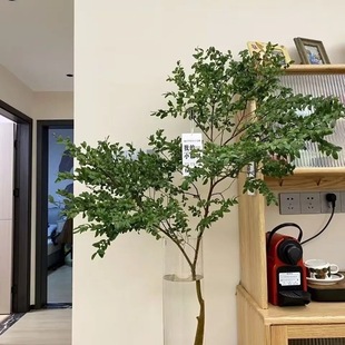 美男树马醉木鲜枝水养插花水培植物室内客厅办公室桌面绿植花卉