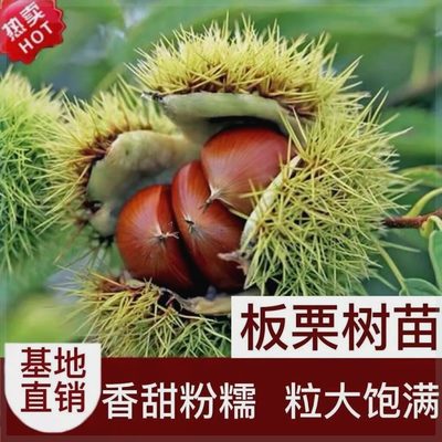 大红袍板栗树苗特大南方北方栗子果苗锥栗大果王中王大板栗苗
