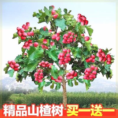 山楂树苗嫁接新品种无籽特大果甜红子盆栽地栽南北方种植果树苗