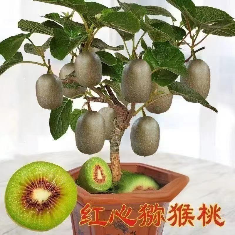 软糯红心猕猴桃树苗南北方种植盆栽地栽猕猴桃苖脆甜当年结果树苗