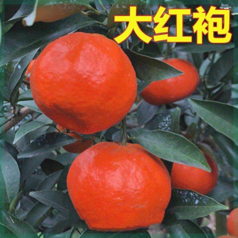新品 无核红桔子苗 大红袍橘树苗 桔子苗 橘子树苗柑桔嫁接苗地栽,农用物资,水果种子/种苗,淘宝优惠券,粉丝福利购,淘宝优惠卷