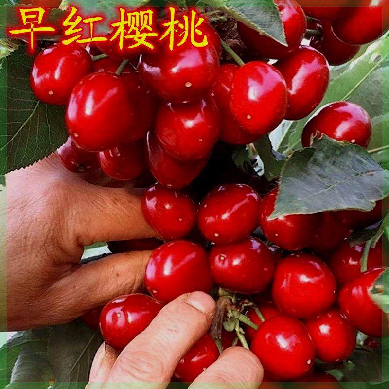 樱桃树苗南方北方种植当年结果盆栽地栽意大利早红大樱桃树苗,鲜花速递/花卉仿真/绿植园艺,果树,淘宝优惠券,粉丝福利购,淘宝优惠卷