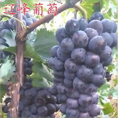 嫁接葡萄苗 辽峰葡萄苗 巨峰芽变葡萄 盆栽地栽果树苗 南北方种植