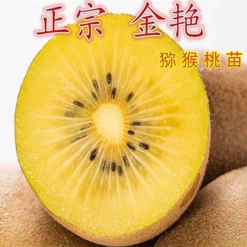 正宗金艳猕猴桃树苗南北方种植盆栽地栽猕猴桃苖脆甜当年结果树苗