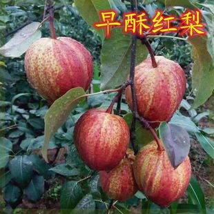 早酥红梨树苗嫁接红梨苗南方北方种植盆栽地栽当年结果红香酥梨苗
