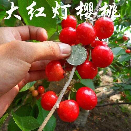 大红灯樱桃树苗嫁接盆栽地栽樱桃苖南北方种植当年结果特大车厘子