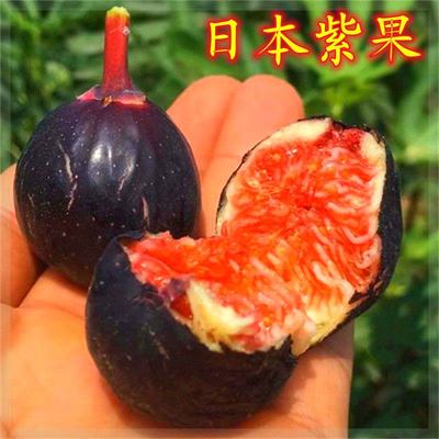 日本紫果无花果树苗特大紫色无花果苗南北方种植当年结果盆栽地栽