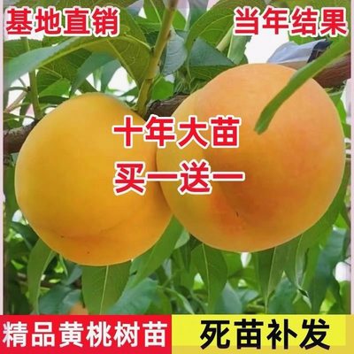 桃树苗嫁接水蜜桃新品种冬桃树苗抗寒耐旱晚熟南北方种植当年结果