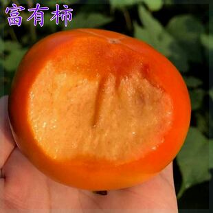 正宗嫁接富有甜柿子树苗 柿饼柿子果树苗 大果脆柿220克当年结果