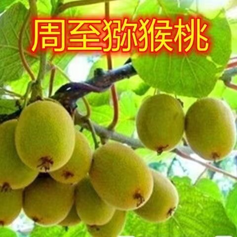 周至猕猴桃树苗南北方种植盆栽地栽猕猴桃苖脆甜当年结果猕猴桃