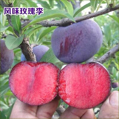 嫁接风味玫瑰李树苗 红肉红心李 风味玫瑰李子苗 带香味李子树苗