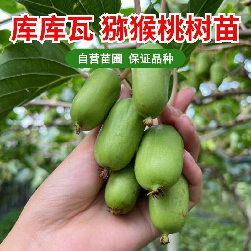 库库瓦猕猴桃树苗南北方种植盆栽地栽猕猴桃苖脆甜当年结果猕猴桃