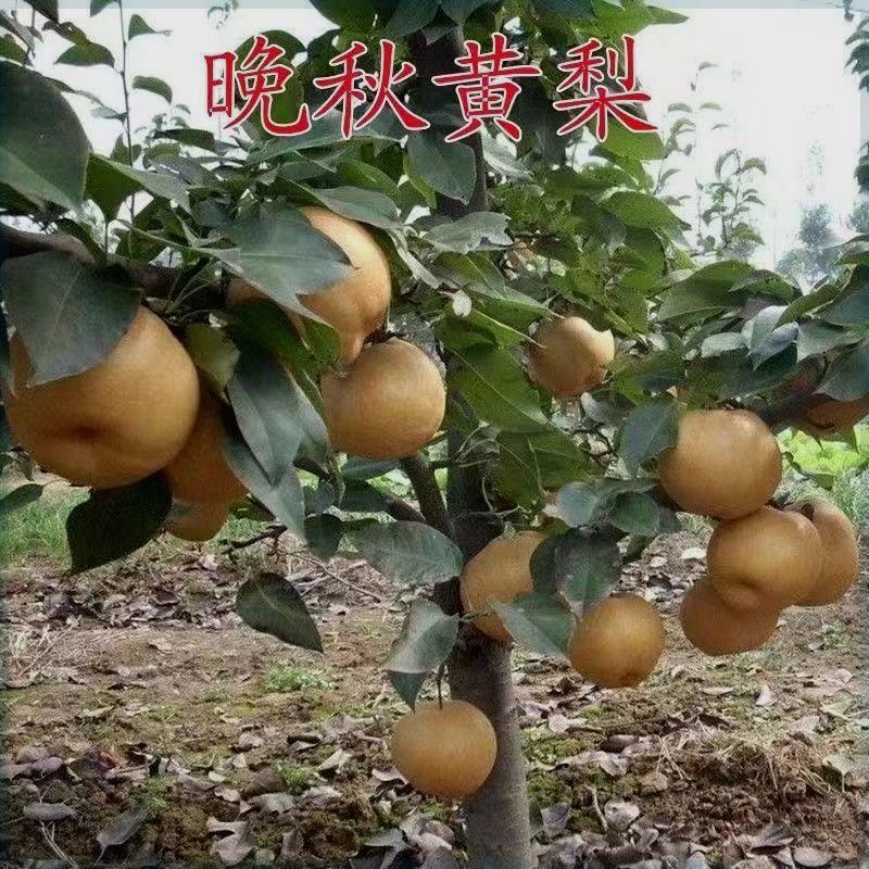 梨树苗新品种苗晚秋黄梨南方北方种植盆栽地栽特大梨树当年结果苗