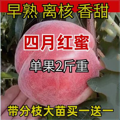 特早熟新品种嫁接桃树苗四月香南北种植桃苗离核香甜四月上旬成熟