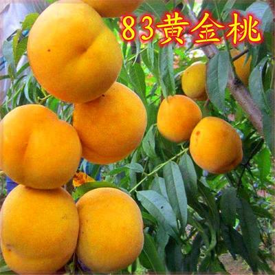 83黄桃树苗 黄桃树苗 黄金83桃树苗南北方种植当年结果地栽盆栽