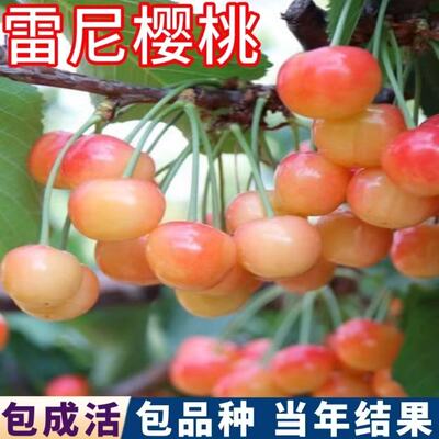 雷尼樱桃树苗嫁接盆栽地栽樱桃苖南北方种植当年结果特大车厘子苗