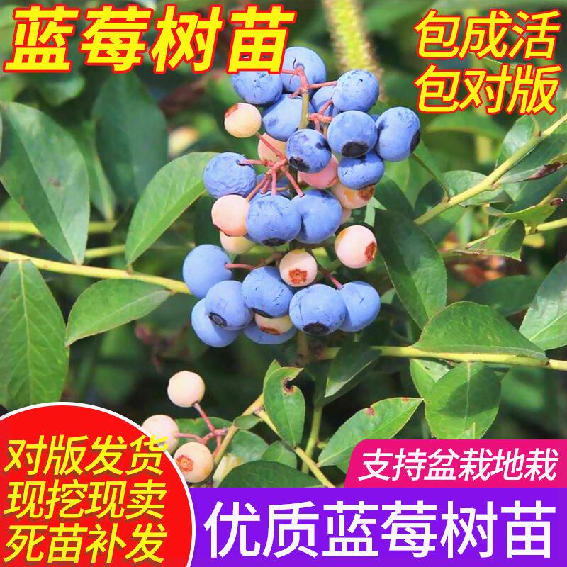 矮丛蓝莓苗盆栽庭院果树苗南方北方种植当年结果兔眼蓝莓树苗包邮