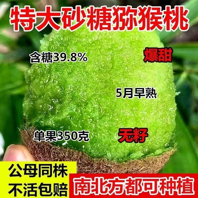 特大砂糖猕猴桃树苗南北方种植盆栽地栽猕猴桃苖脆甜当年结果树苗