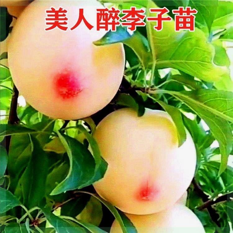 李子苗新品美人醉李子树脆红李嫁接苗南北方种植盆栽地栽当年结果
