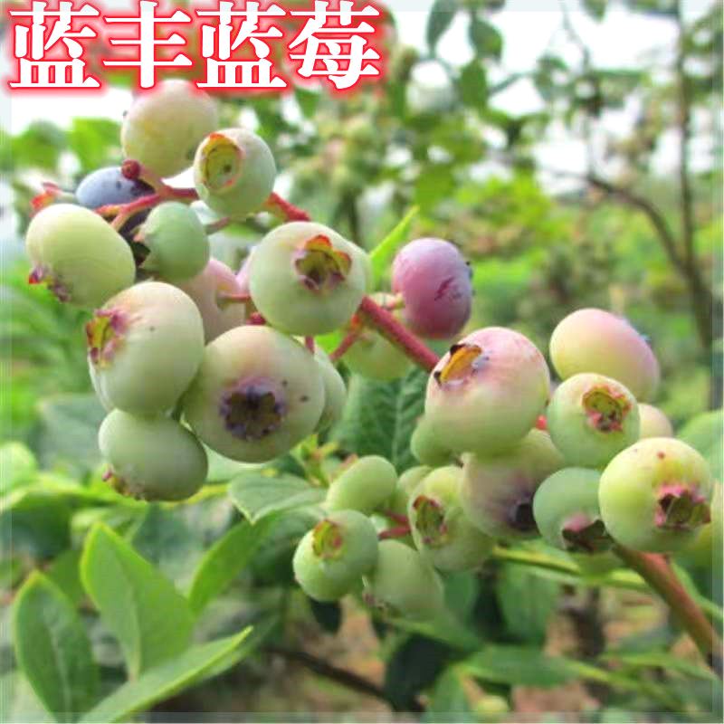新品种蓝莓树果苗蓝丰当年结果四季种植南北方阳台庭院地栽盆栽
