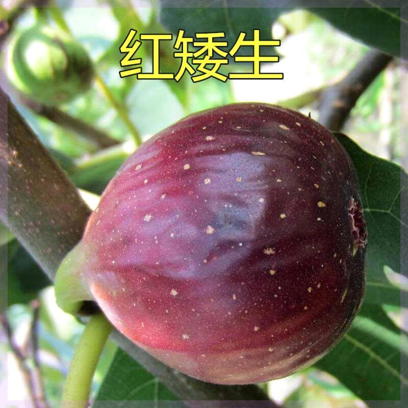 红矮生无花果苗树苗中国紫果无花果树苗四季南方北方种植当年结果