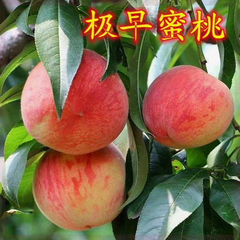 极早蜜桃树苗嫁接桃树苗当年结果易成活南方北方种植地栽盆栽