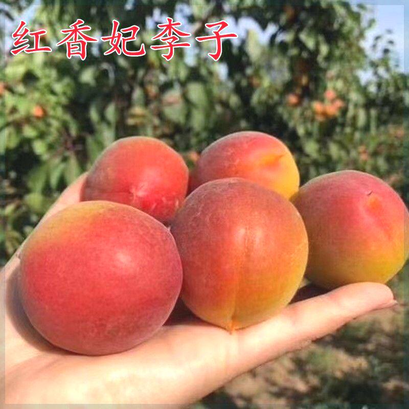 南方北方嫁接果树红香妃李子树苗新品种红心李子果树苗当年结果