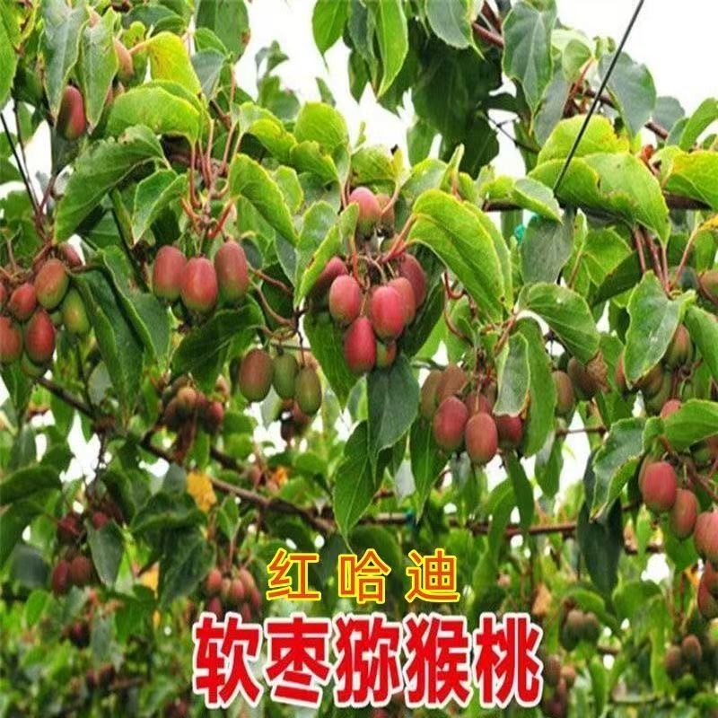 红哈迪软枣猕猴桃树苗南北方种植盆栽地栽猕猴桃苖脆甜当年结果