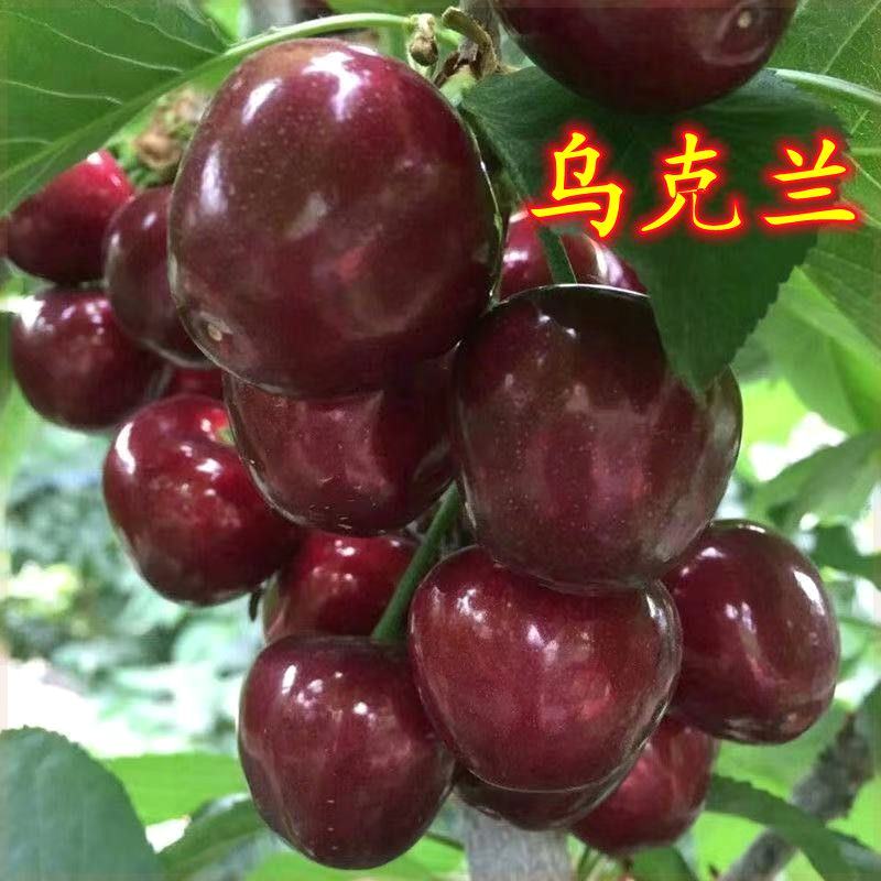 无核乌克兰大樱桃苗新品种樱桃树苗车厘子红灯樱桃苗无核樱桃树苗