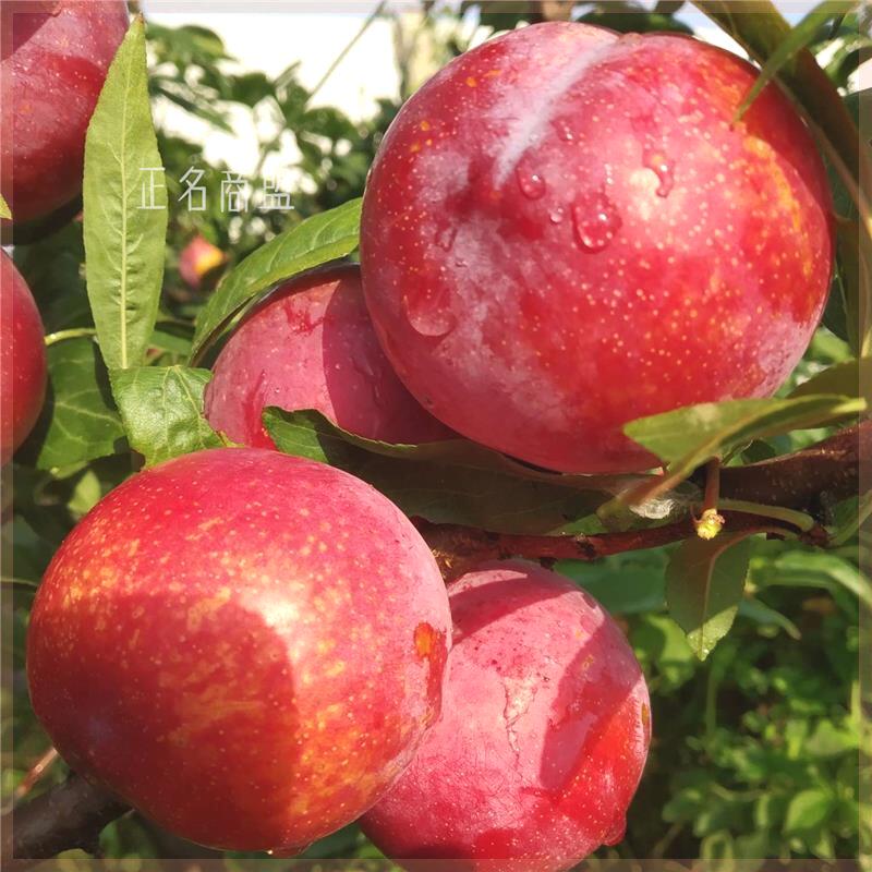 早熟品种五月红李子树苗嫁接苗李子苗甜李糖分极高美国红蛇李