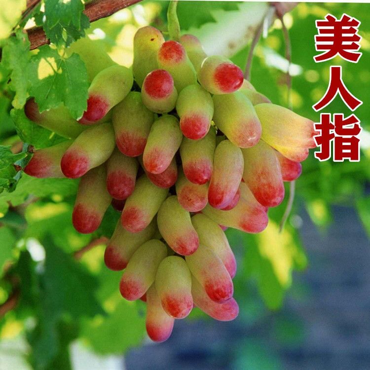 美人指葡萄树苗南北方种植盆栽地水果种子/种苗