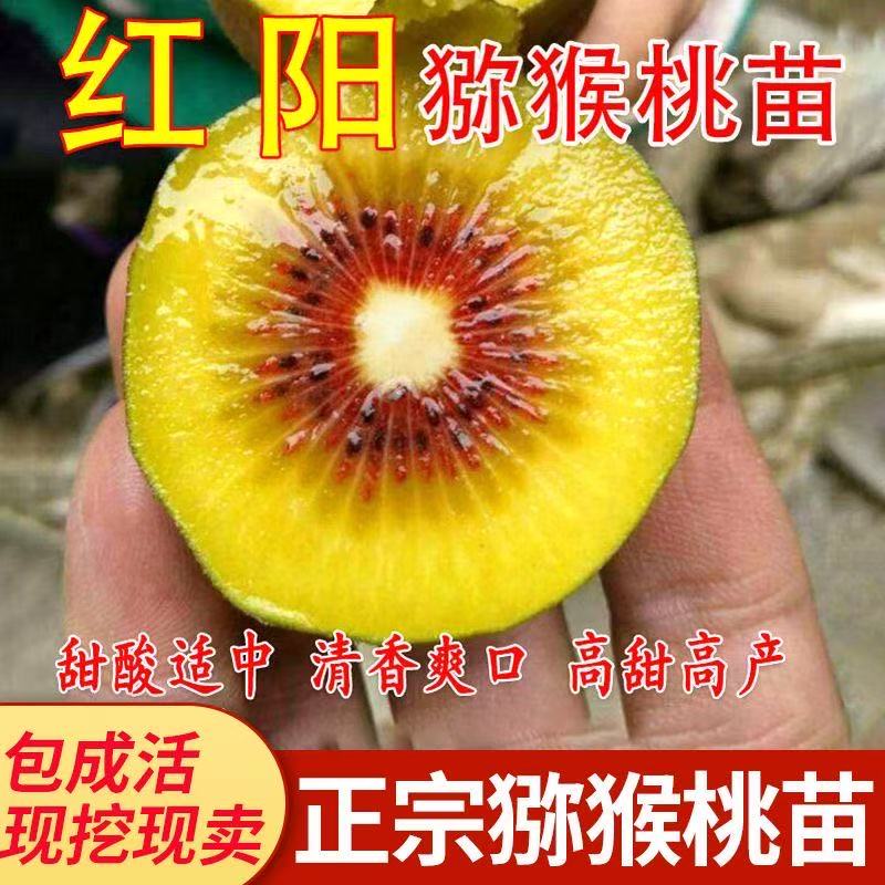 红阳猕猴桃树苗南北方种植盆栽地栽猕猴桃苖脆甜当年结果猕猴桃