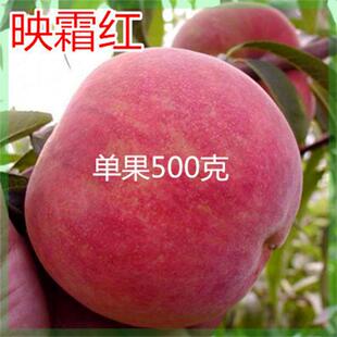 山东映霜红桃树苗嫁接映霜红桃苗沂蒙霜红桃苗雪桃苗晚熟黑桃树苗