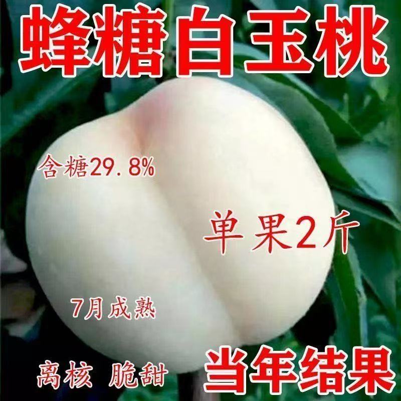 蜂糖白玉桃树苖嫁接苗南北方种植水果种子/种苗