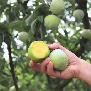 正宗特大果青奈李子树苗嫁接耐寒李子树苗南北方庭院种植当年结果