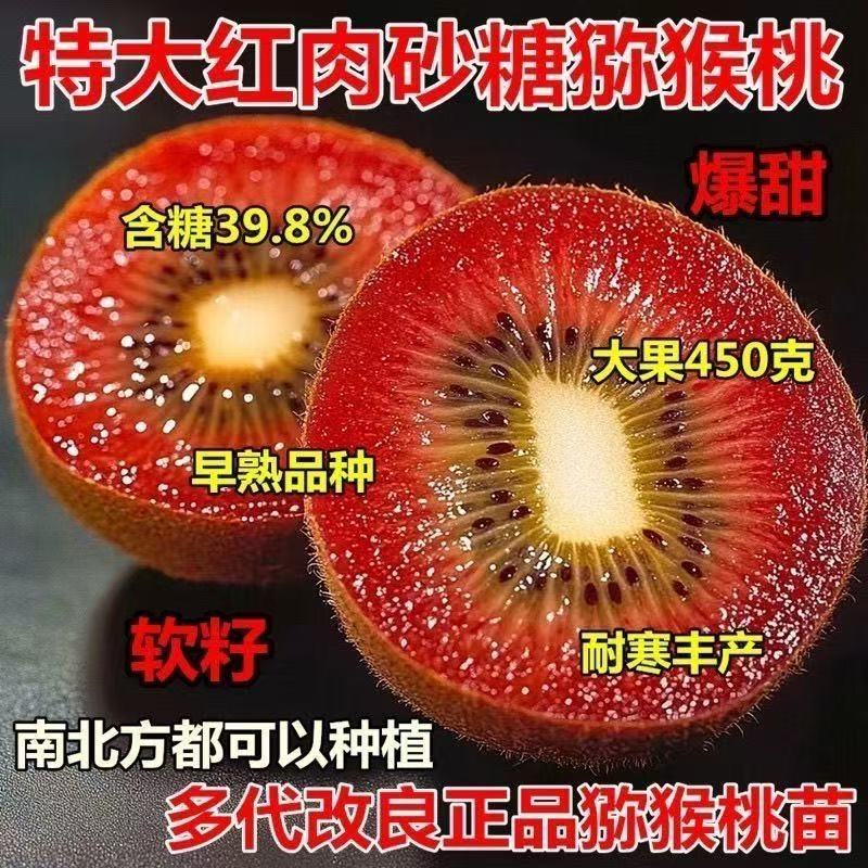 特大红肉砂糖猕猴桃树苗南北方种植盆栽地栽猕猴桃苖脆甜当年结果