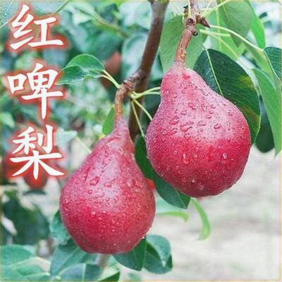 梨树苗早酥红梨红啤梨苗南方北方种植庭院盆栽地栽水果苗当年结果