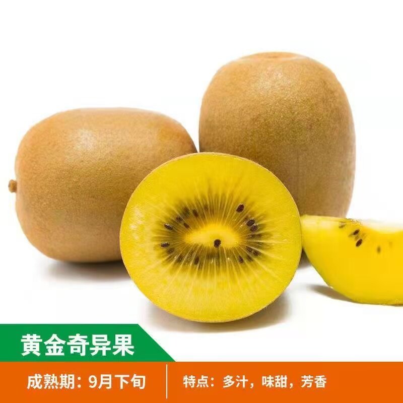 黄金奇异果猕猴桃树苗南北方种植盆栽地栽猕猴桃苖脆甜当年结果苗