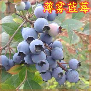 薄雾蓝莓树果苗蓝莓苗盆栽南北方种植特大阳台果树苗当年结果