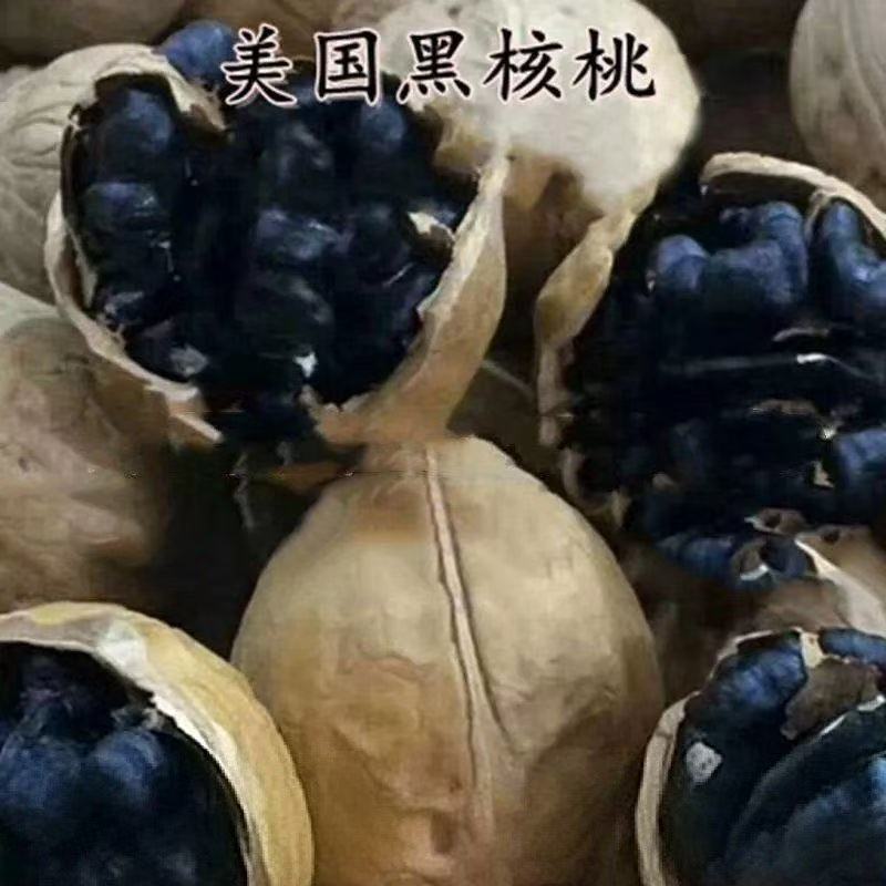 美国黑核桃树苖嫁接苗南北方种植水果种子/种苗