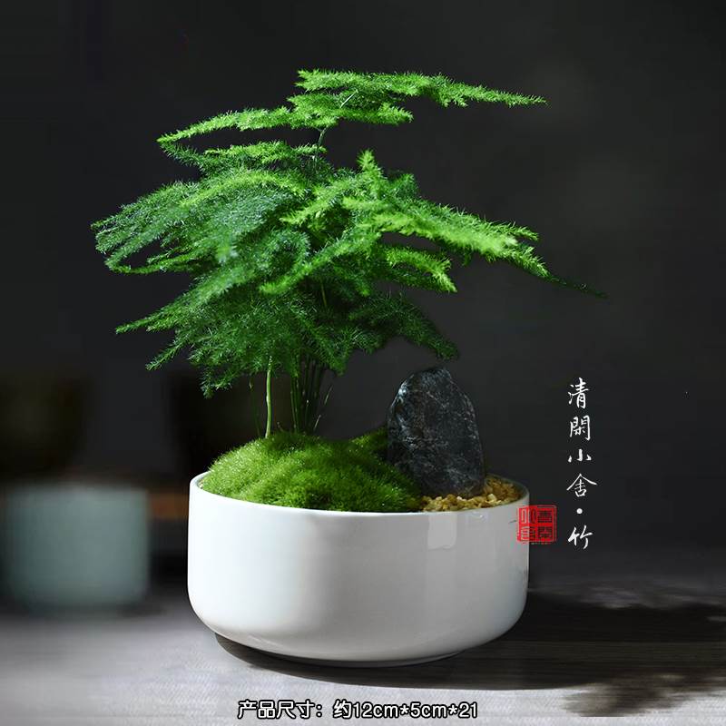 文竹小盆栽办公室发财树招财植物室内绿植四季常青禅意盆景矮云竹